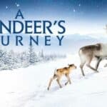 A reindeer’s journey