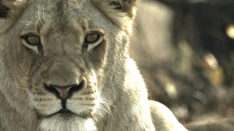 What To Watch: Malika The Lion Queen