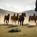 My Heroes Were Cowboys Trailer Released