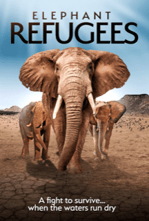 Elephant Refugees Sneak Peek