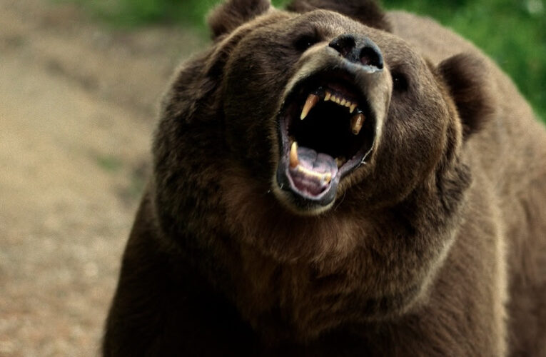 What to Watch: Grizzly Night