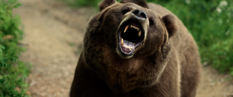 What to Watch: Grizzly Night