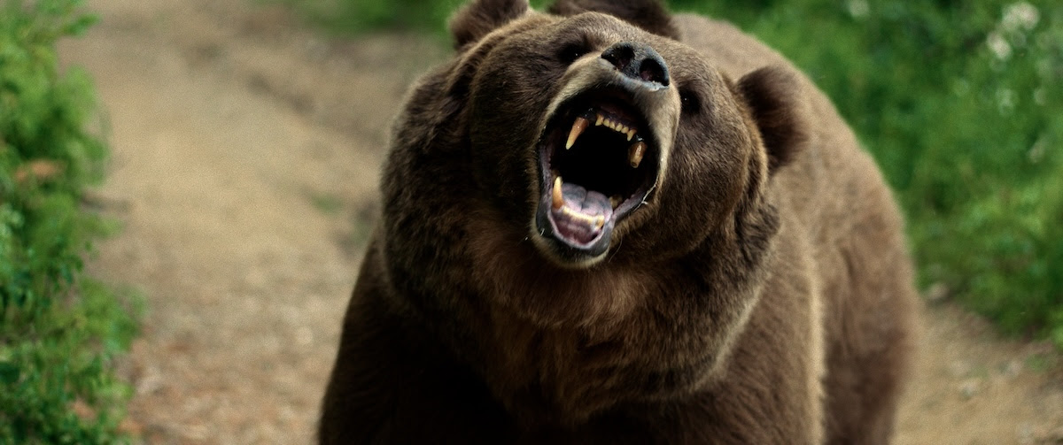 What to Watch: Grizzly Night